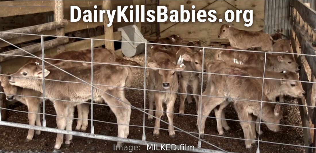 DairyKillsBabies.org